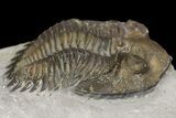Greenops Trilobite - Arkona, Ontario #164409-3